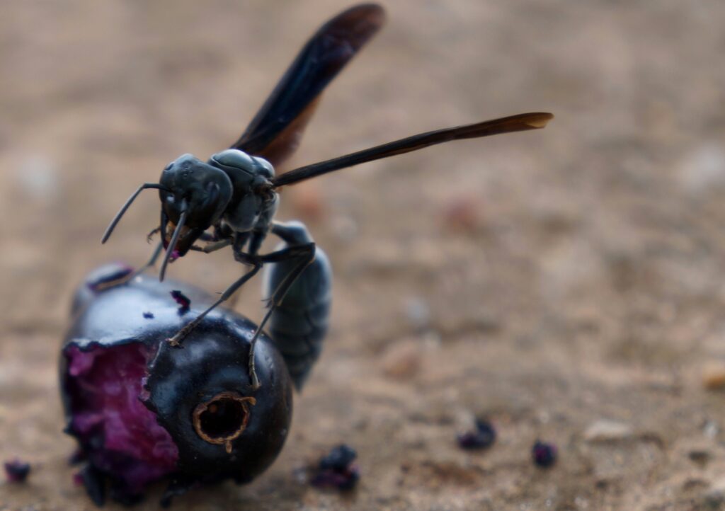 Scientist examining insect-inspired sensor under microscope