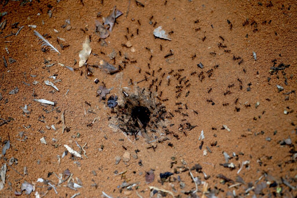 soil insects aerating ground