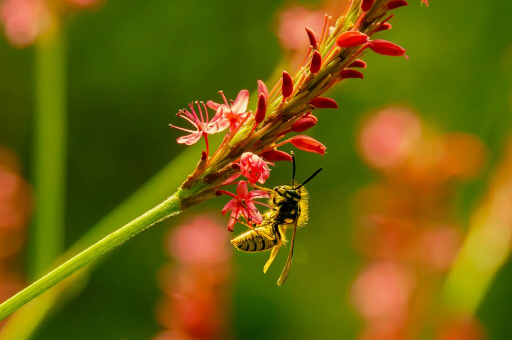Wildflower meadow and insect hotel promoting insect biodiversity and survival