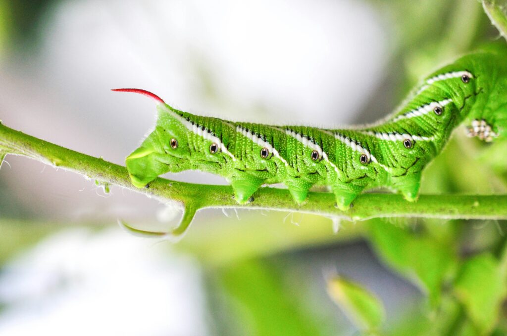 Diagram showing how stick insect length helps with camouflage in trees