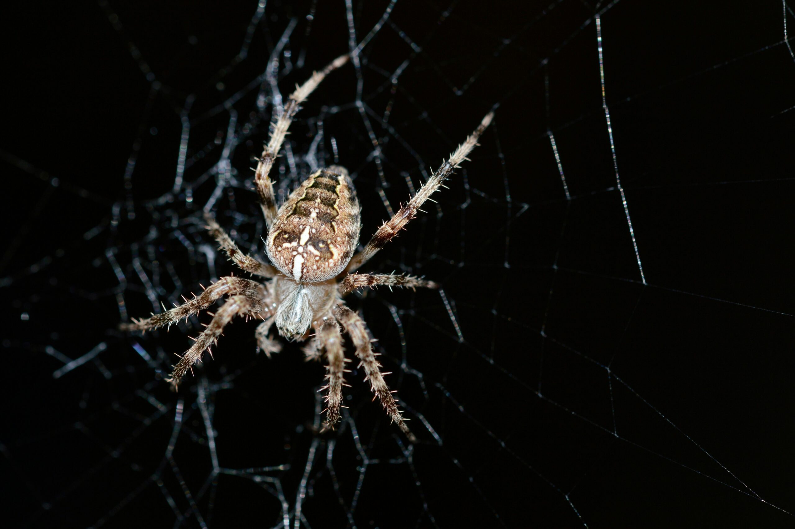 Peaceful indoor setting showing awareness and control measures for spiders