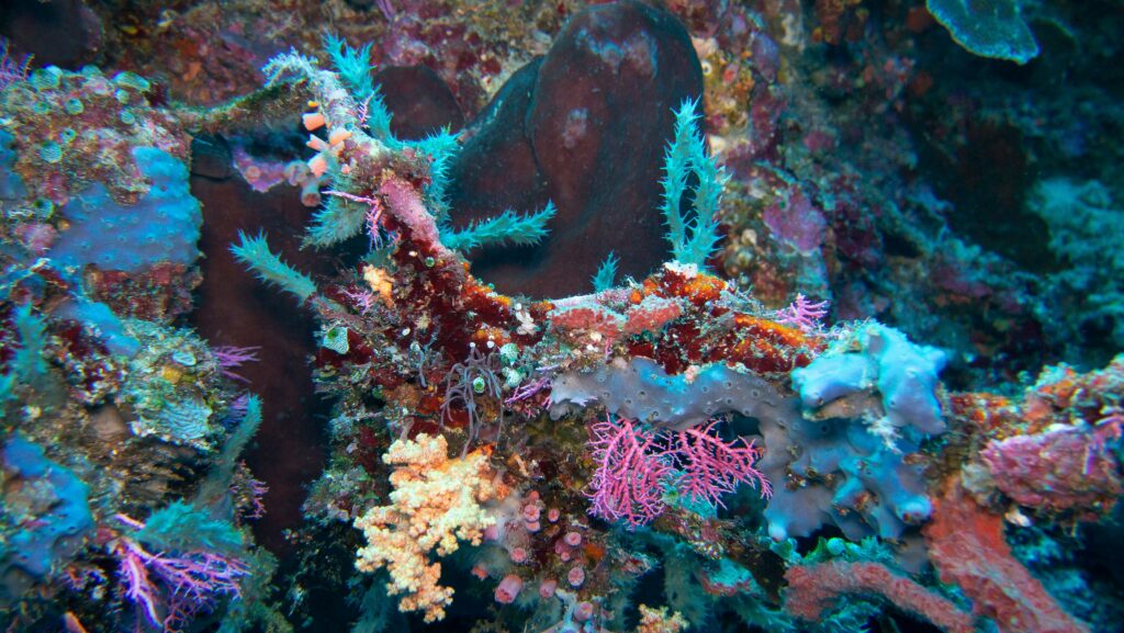 Chameleon prawn changing color to match green algae underwater