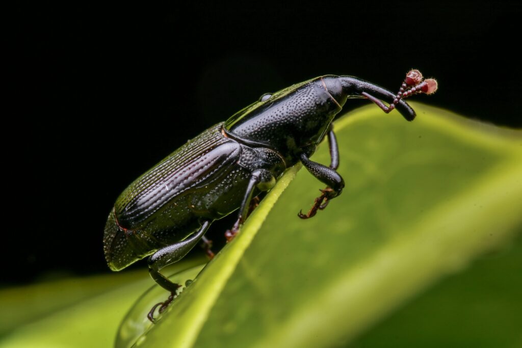 Bombardier beetle deterring a frog attack with chemical spray