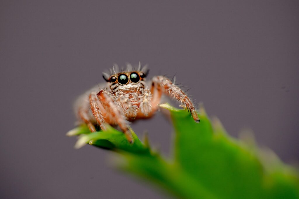 Regal jumping spider perched on mossy wood in its natural habitat