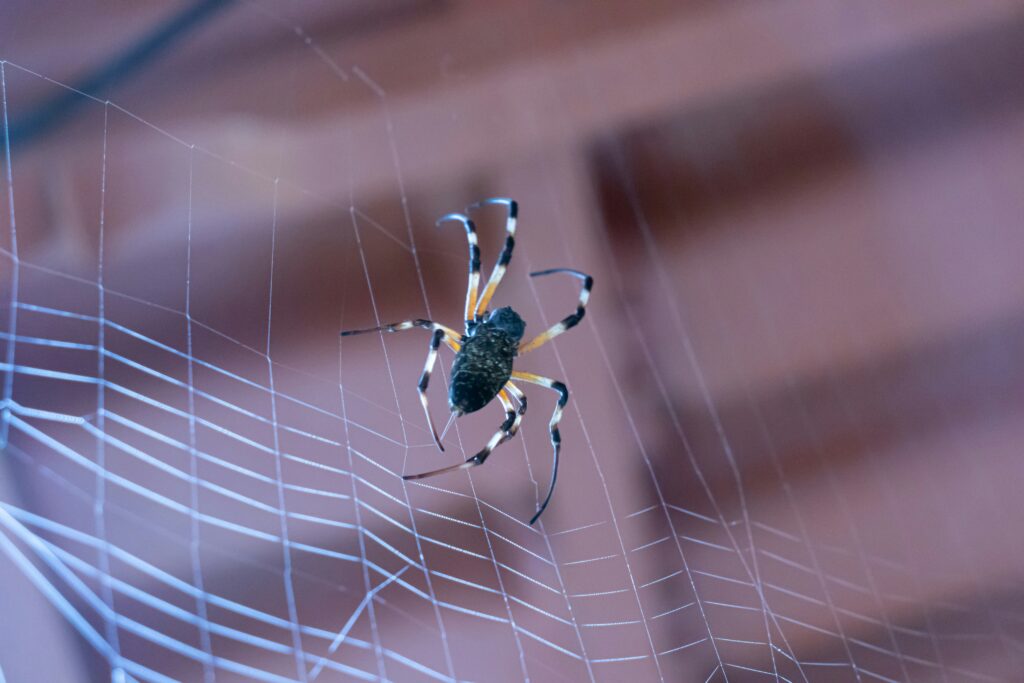 Person sealing home cracks and cleaning clutter to deter spiders