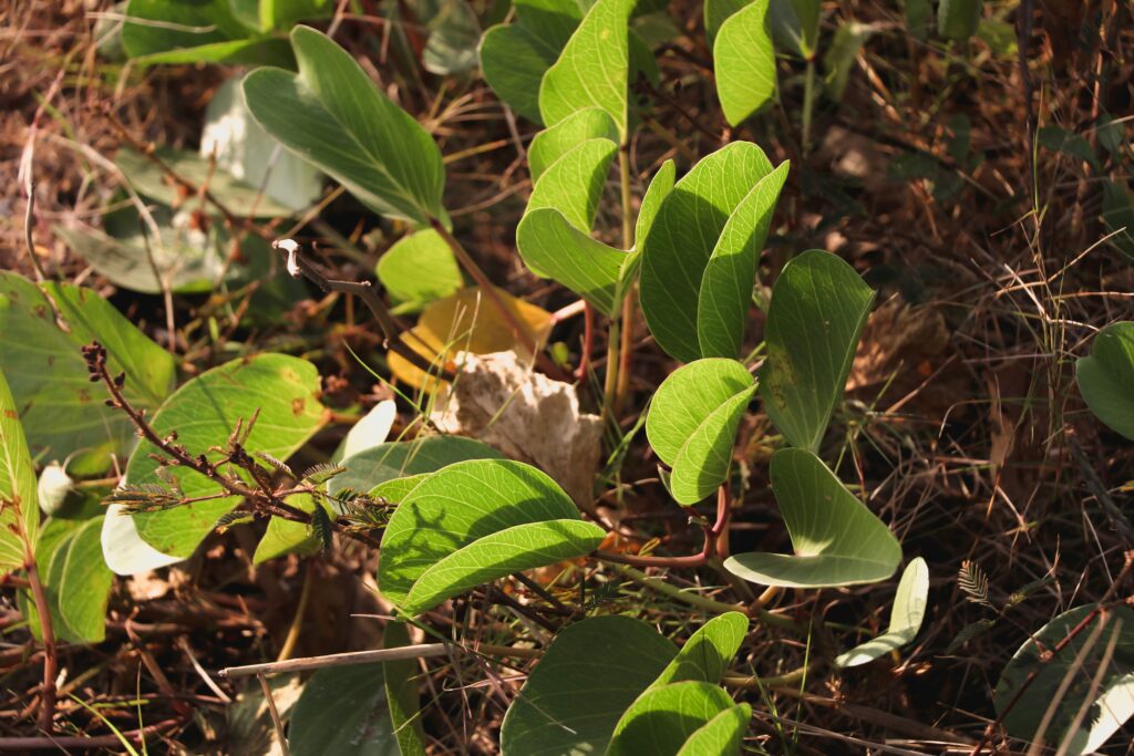 A child planting milkweed in a garden to support monarch butterfly conservation