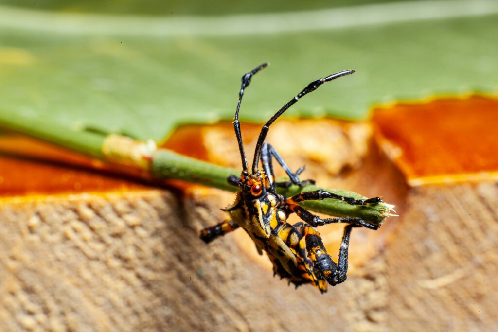 Insect using long antennae for chemical sensing