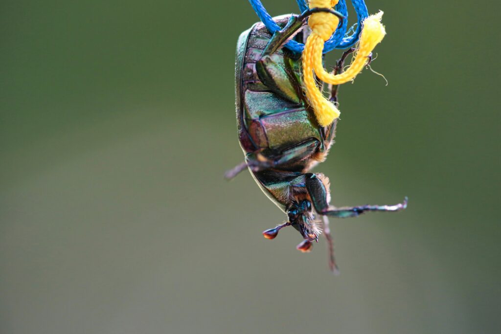 Colorful peacock spider abdomen showing iridescent scales in natural light