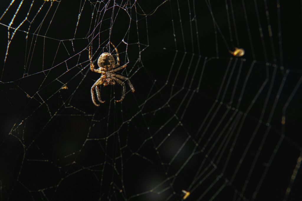 A spider spinning a web under low light in a greenhouse.