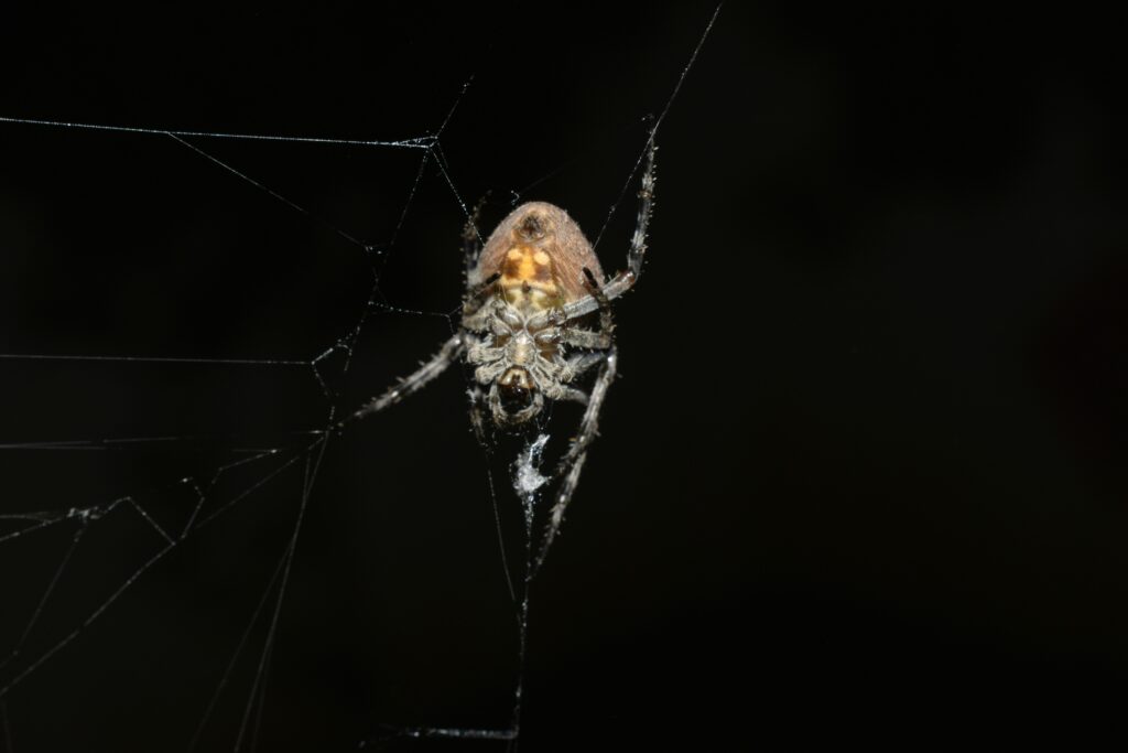 Spider conservationist monitoring UV-glowing spiders in natural habitat