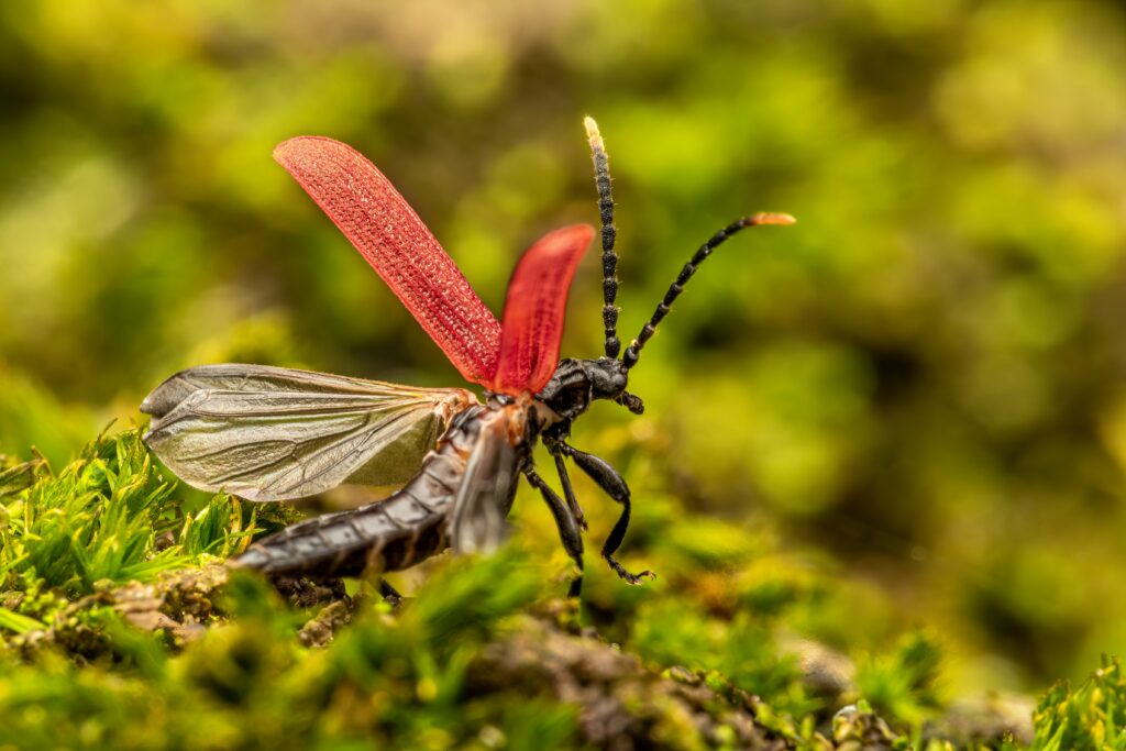 A collage showing various insects associated with bioelectricity and energy