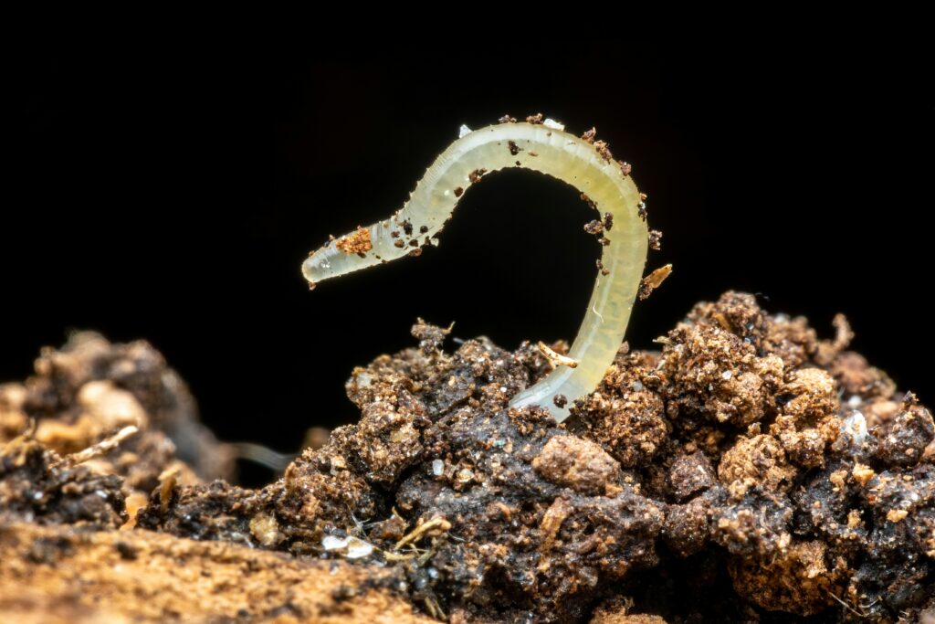 Earthworms and insects feeding on decomposing organic material in soil