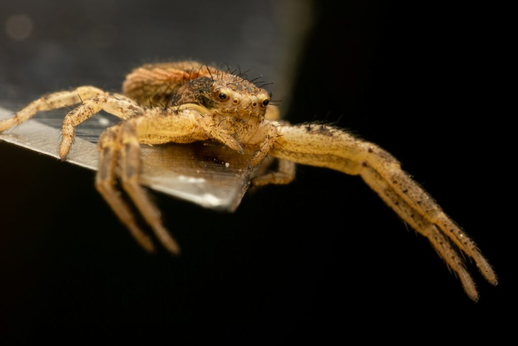 A golden-striped tarantula showing calm behavior in a terrarium