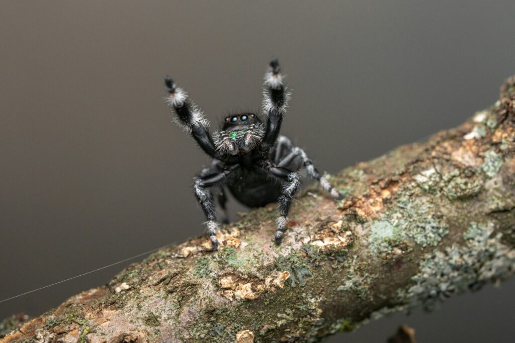 Regal jumping spider mid-air leap with legs extended against a blurred background