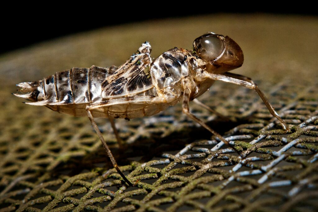 A giant water bug floating near the surface of a small tank