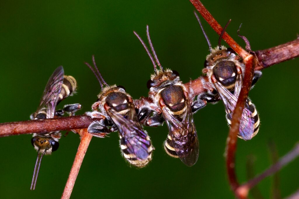 A massive locust swarm moving in synchronized formation over farmland