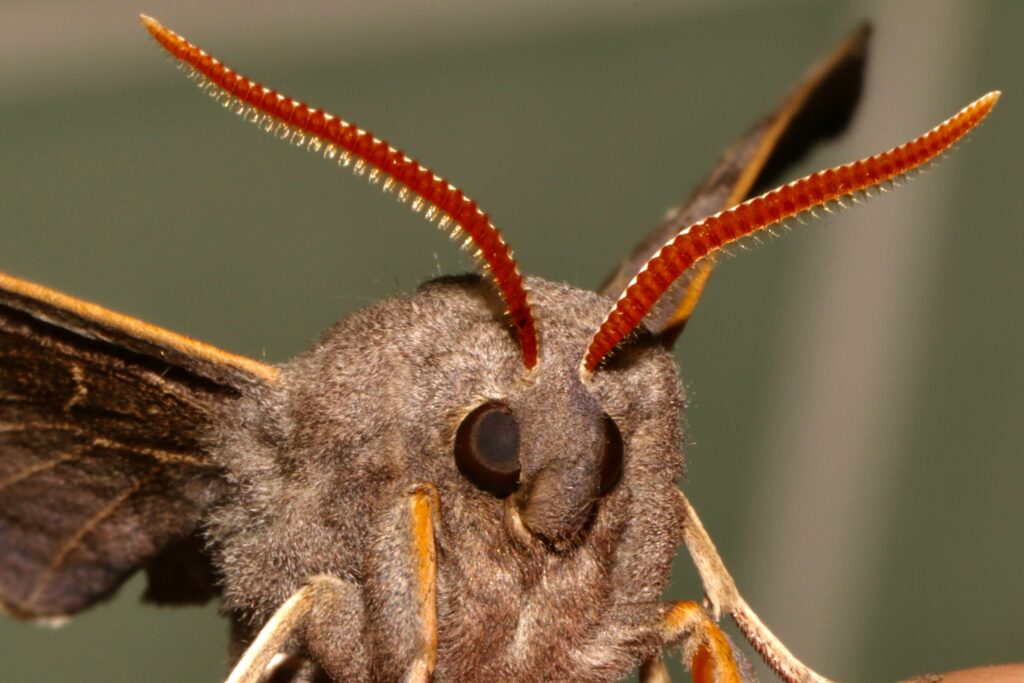 Collage of animals including moths, fish, and caterpillars with eyespots