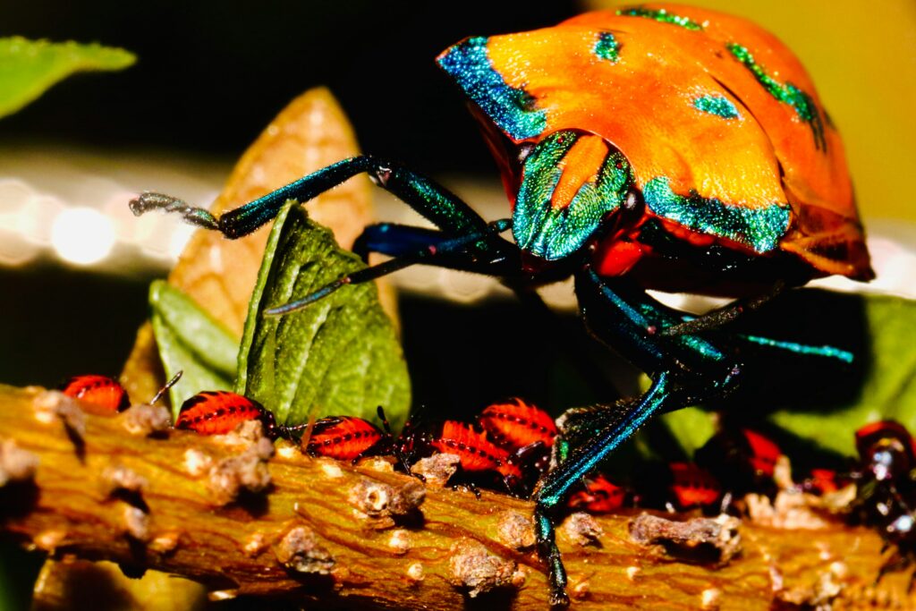 Close-up of a vibrant male peacock spider displaying colorful abdominal fan