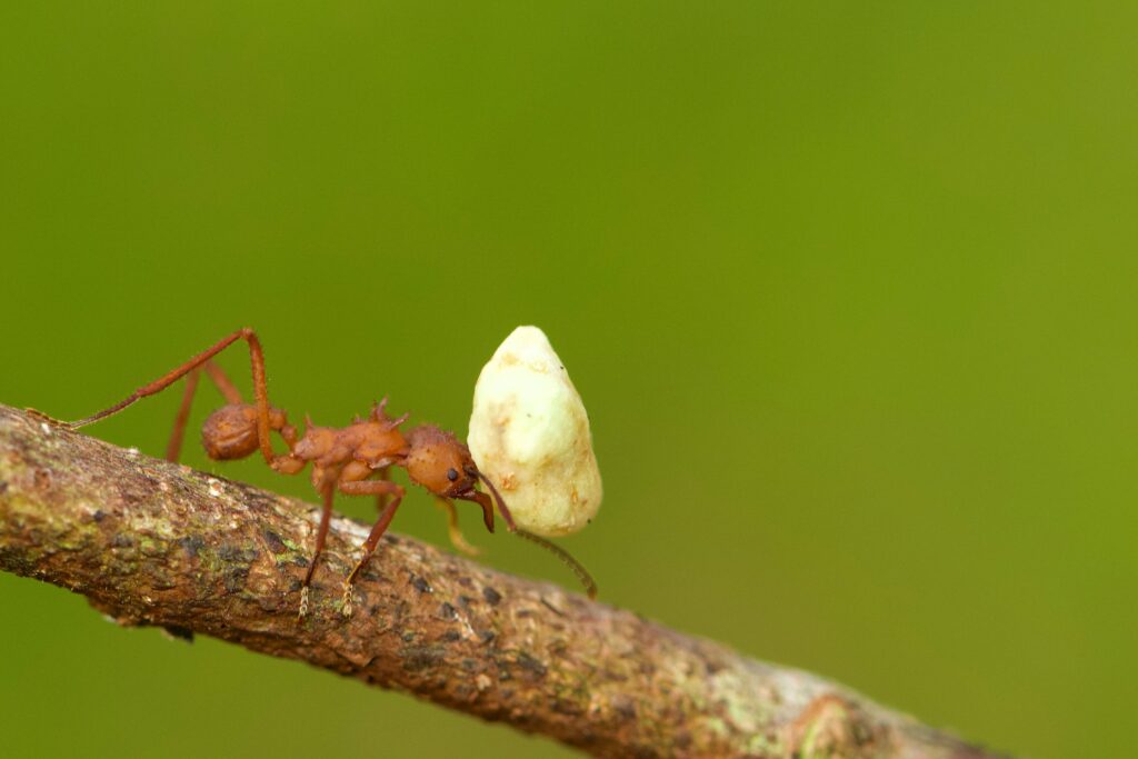 Queen ant laying eggs while protected by worker ants in an underground nest