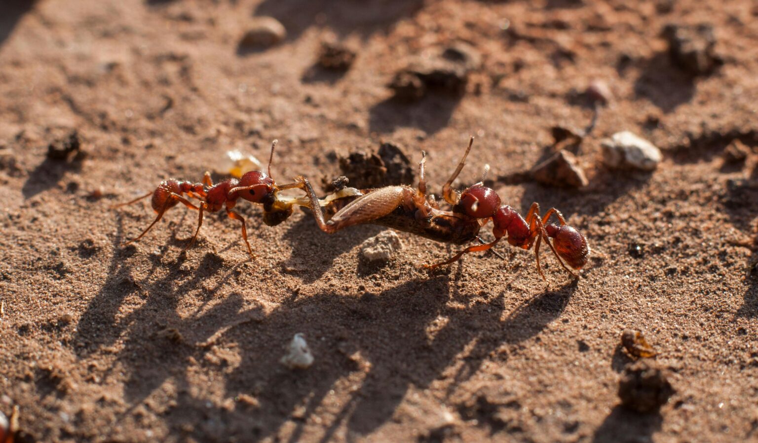 Ant Communication Secrets How They Talk Using Smell and Touch – Insect Hive