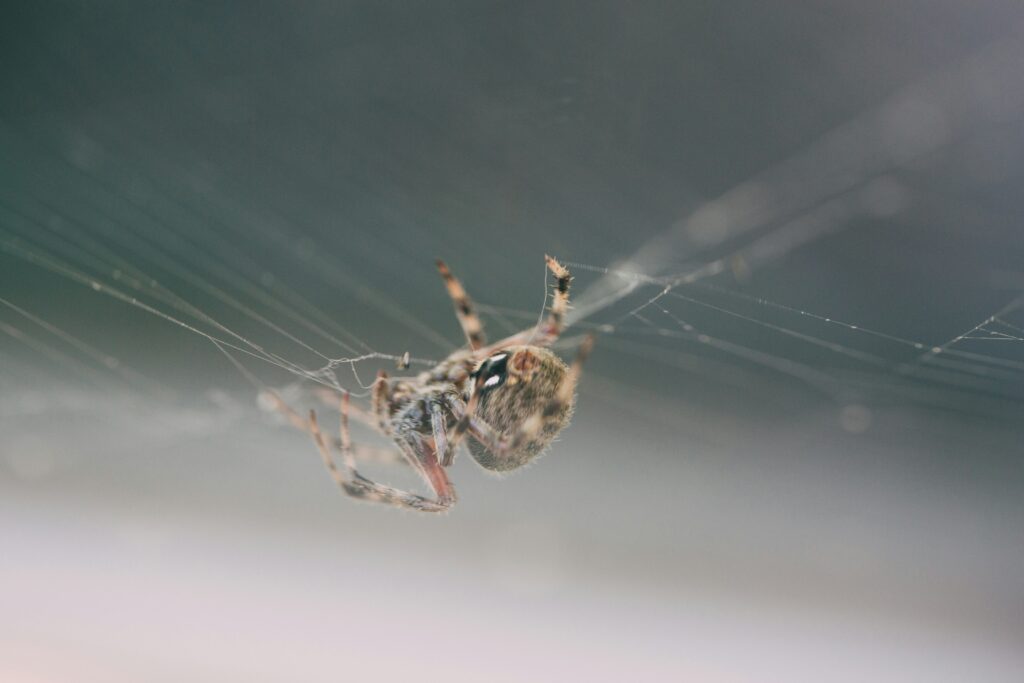 Bird-dropping spider using its white body to blend in as bird feces for defense