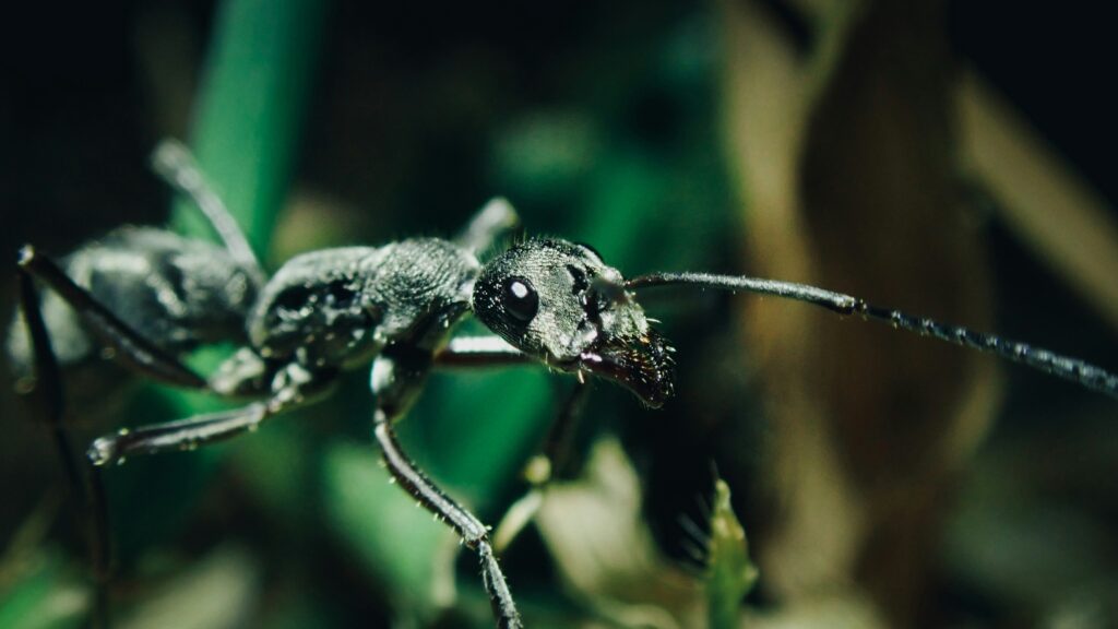 Giant stick insect showcased at a natural history museum attracting visitors