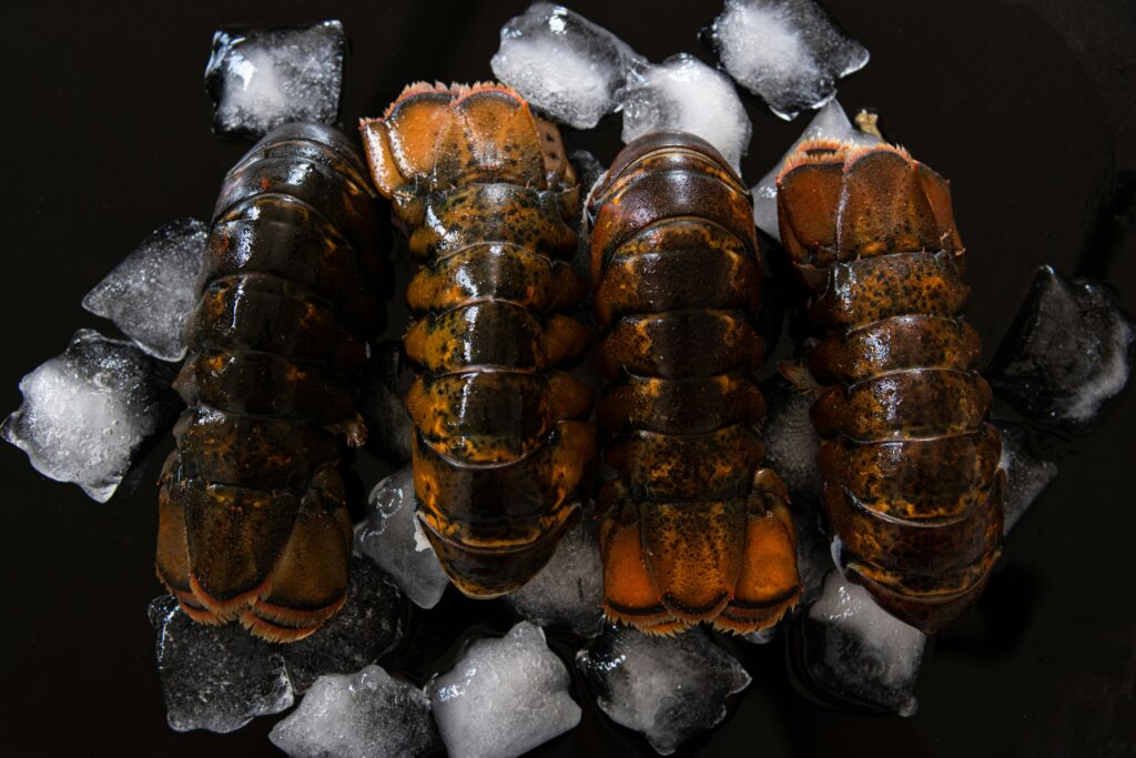 A display of various giant pet insects including tarantulas, beetles, and stick insects