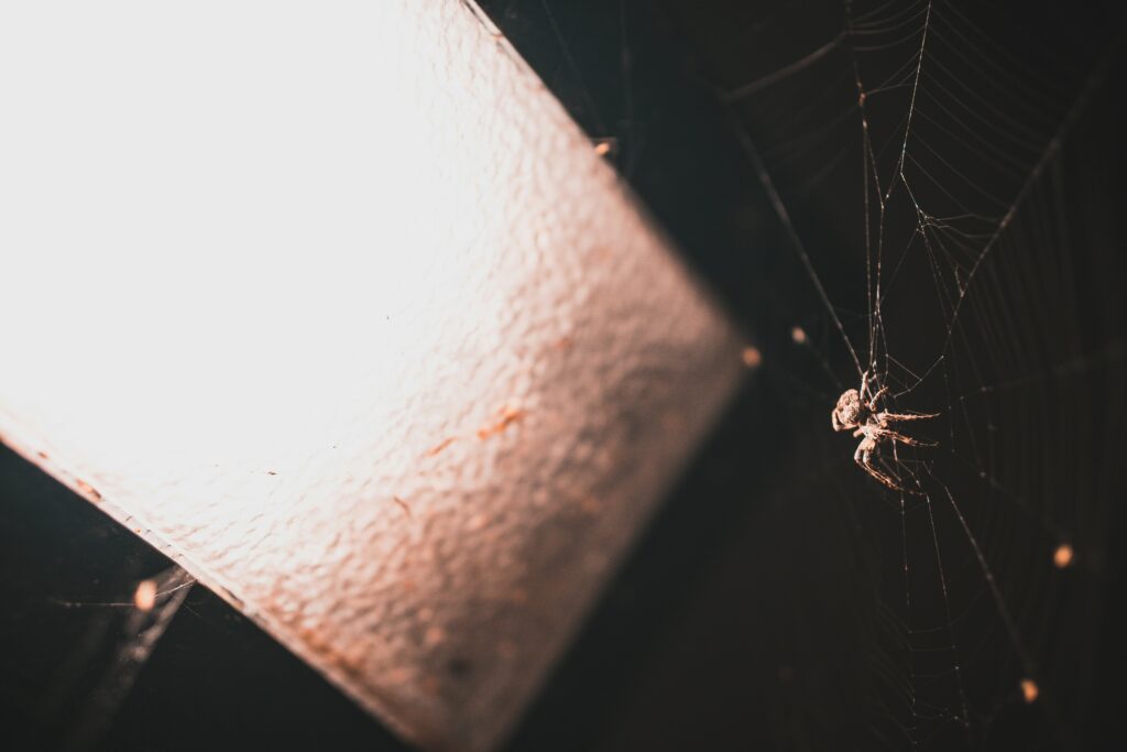 Spider under UV light emitting a blue-green glow from its exoskeleton