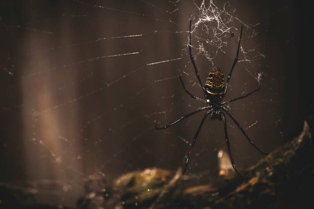 Large spider colony web of Anelosimus eximius showing collective defense system