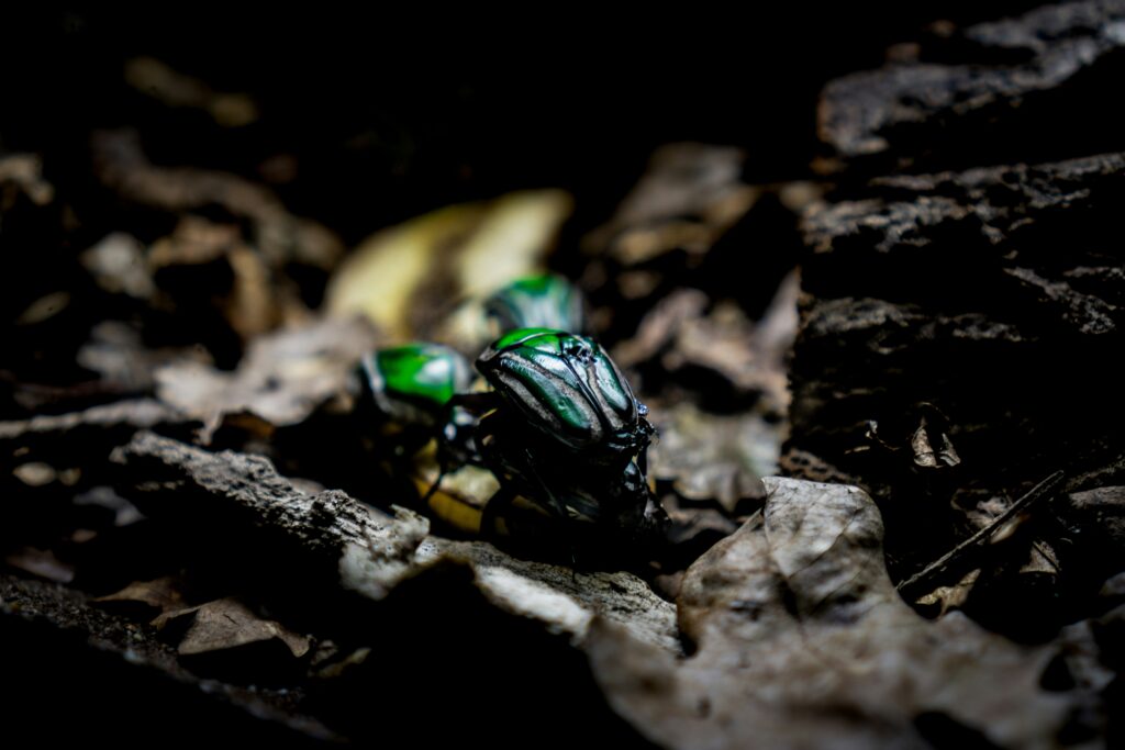 Collection of various cave-dwelling insect species