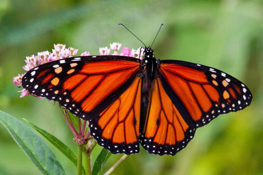 A monarch butterfly is flying during migration
