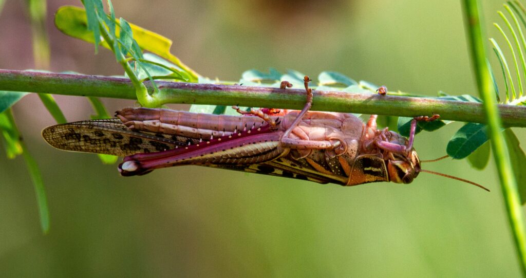 Stick insect changing color to match leaves and twigs in its habitat