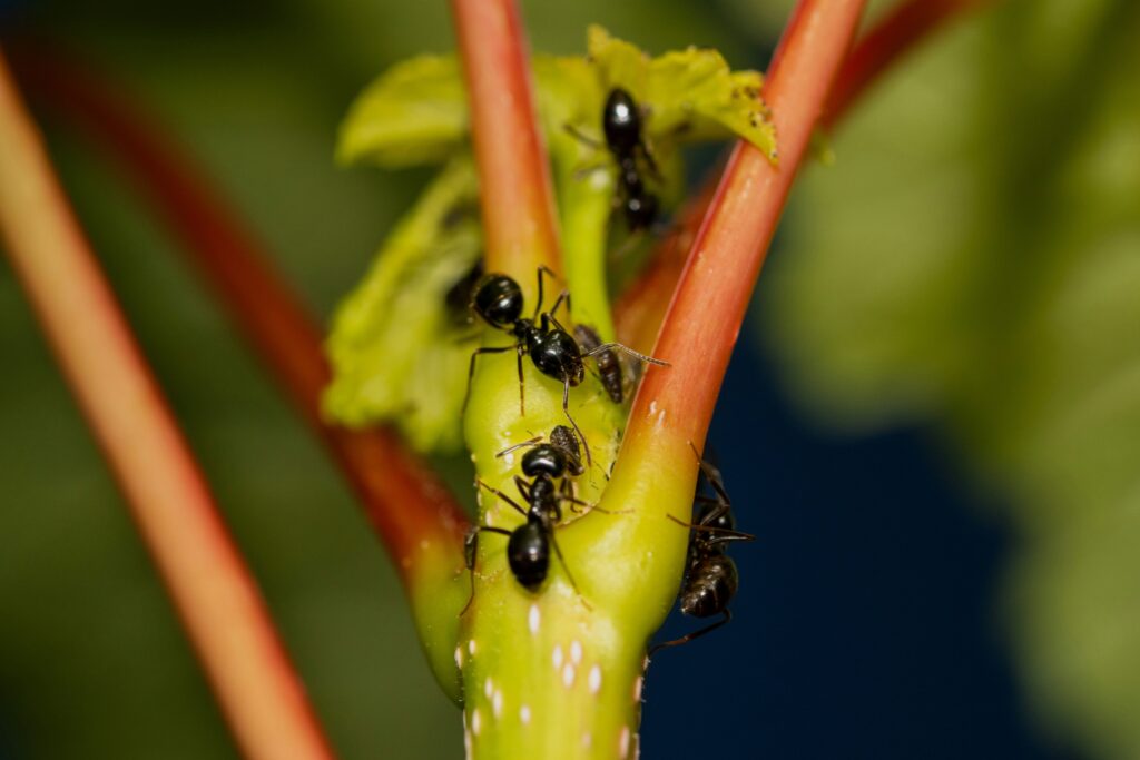 diverse insects in ecosystem