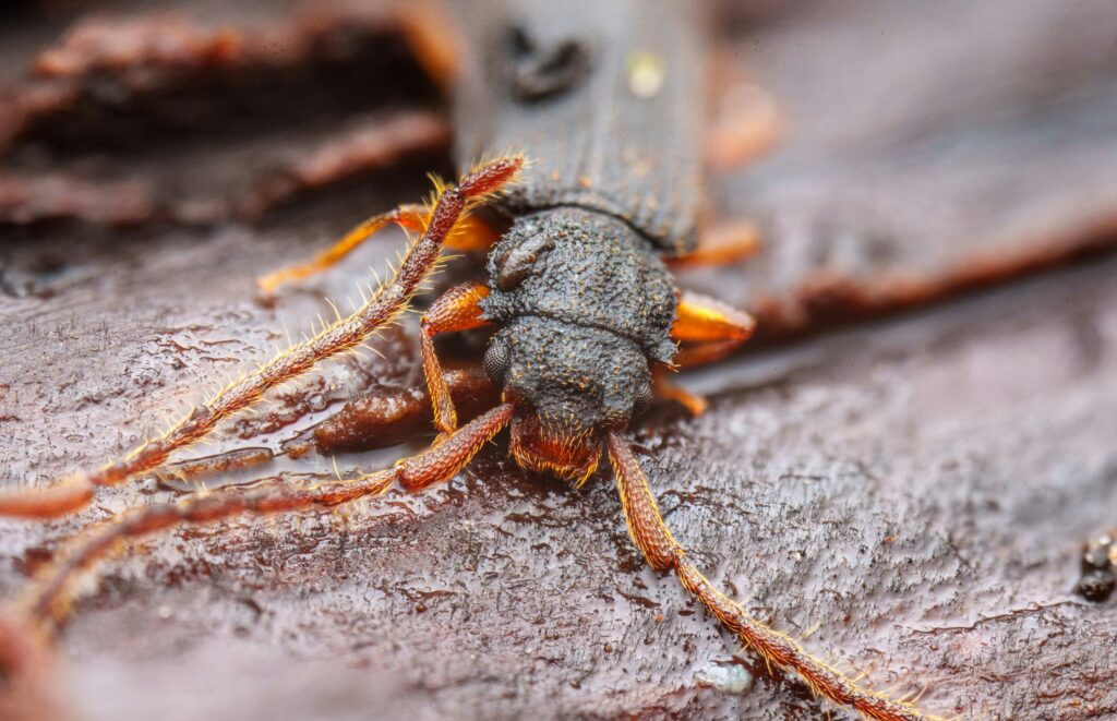 Illustration of warming Arctic threatening freeze-tolerant insect habitats