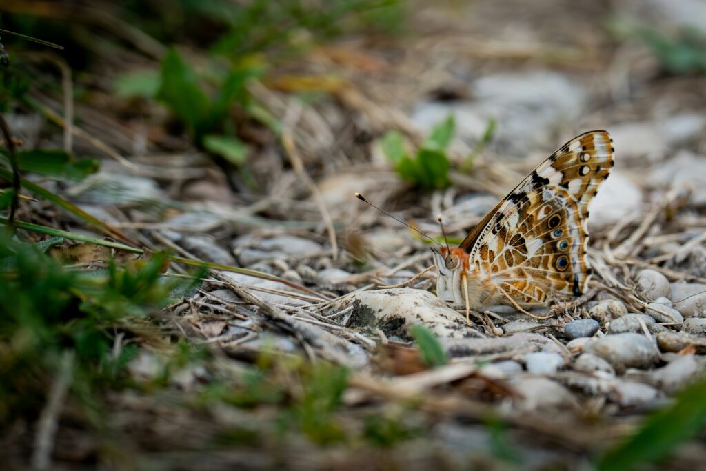 Camouflaged butterfly adapting to local foliage patterns