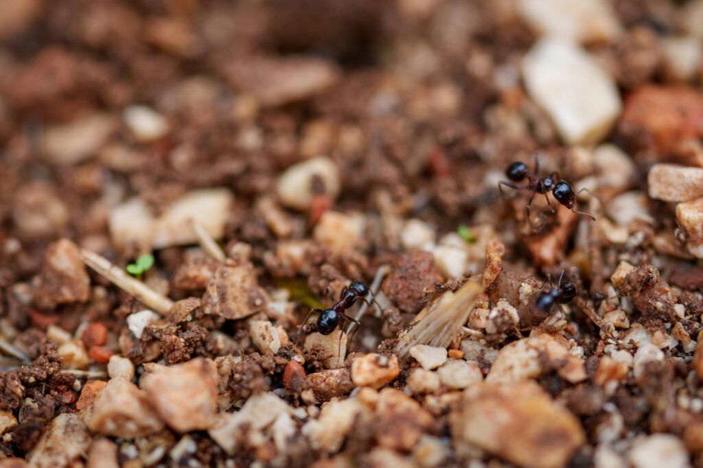 Diagram of ants redistributing soil layers through tunnel digging