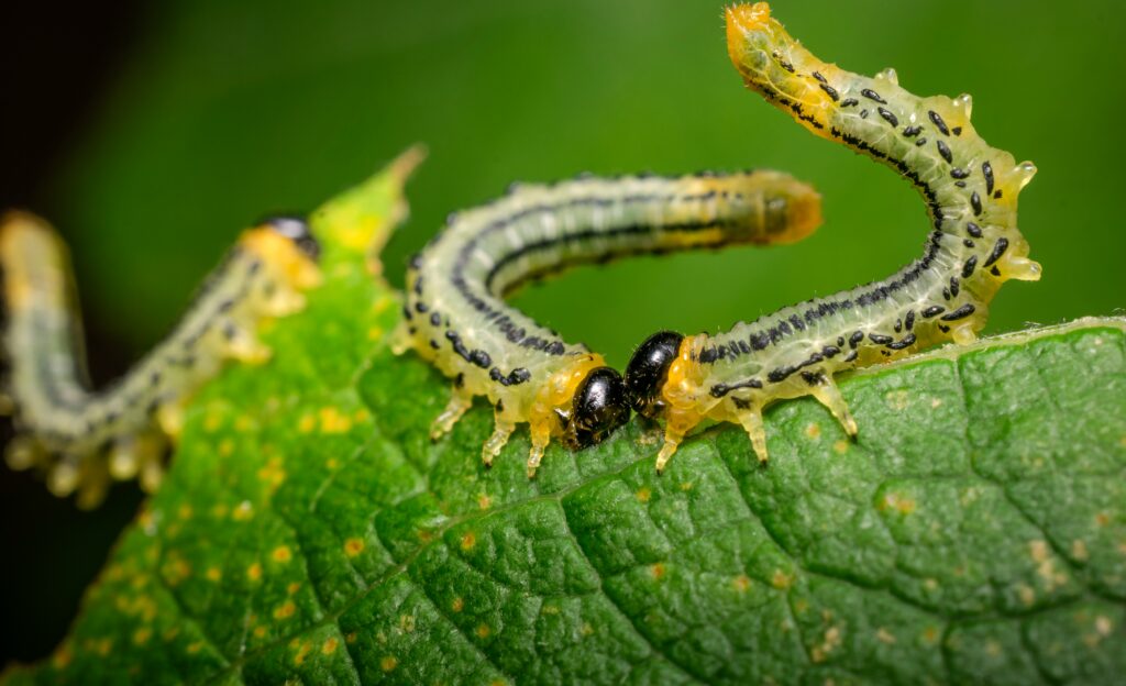 Close-up of a beetle manipulated by a nematode parasite for reproductive control