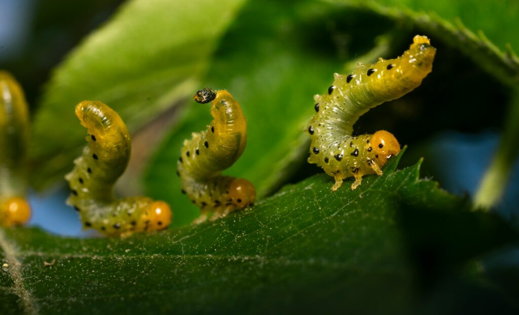 Visual of an insect immune system attacking a parasitic invader