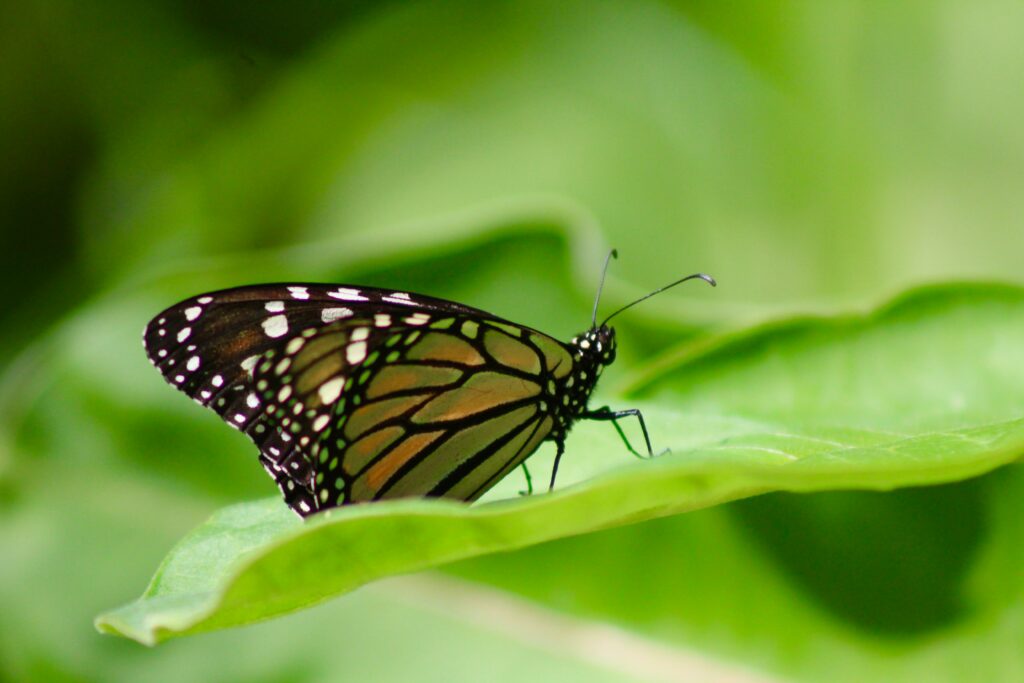 Butterfly flapping its wings, generating static electricity in laboratory setup