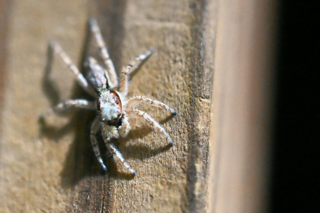 Person sealing cracks in home to prevent brown recluse spider entry