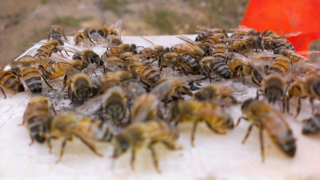 Locusts chasing each other in a dense swarm, driven by cannibalistic behavior