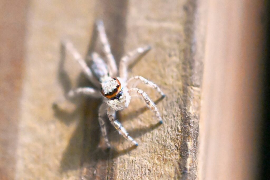 Harmless house spider in a corner web helping reduce insects indoors