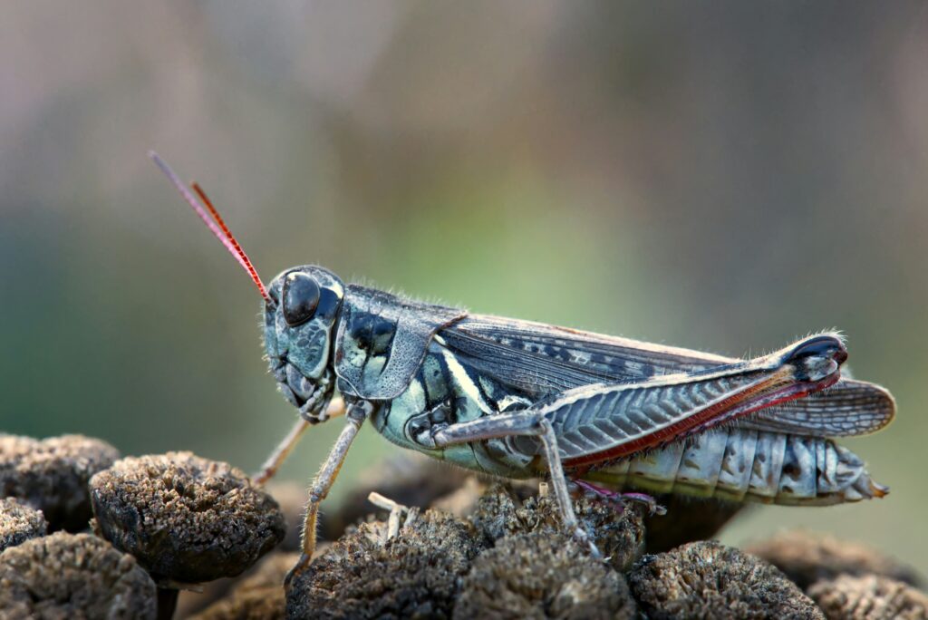 Graphic illustrating hormonal and crowding triggers behind locust transformation