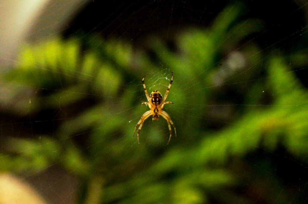 Jumping spider showing glowing facial features under blacklight