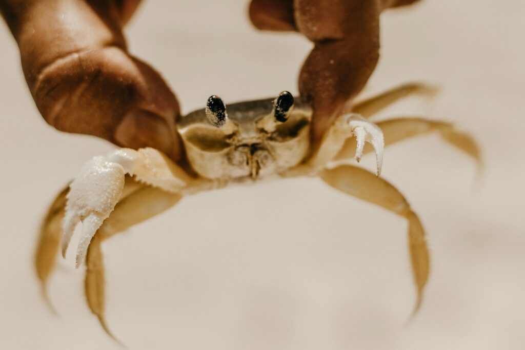 A person gently lifting a tarantula with both hands using safe techniques