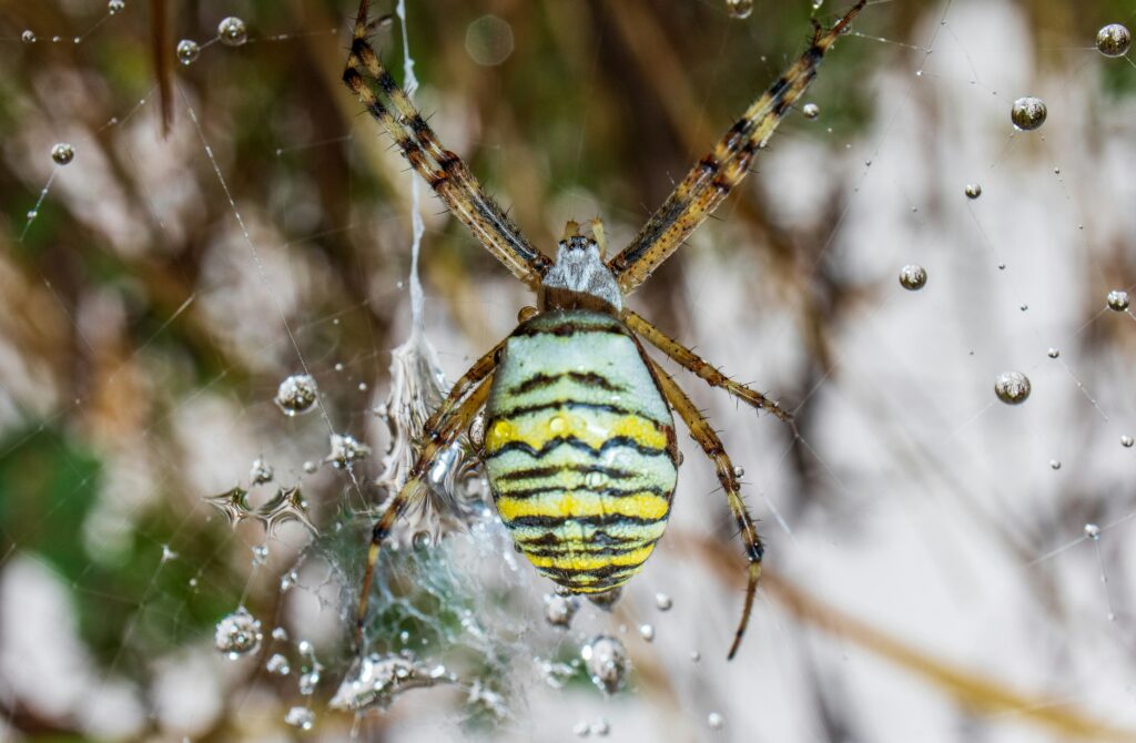 Desert spider harvesting moisture from air or dew