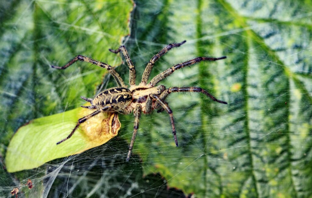 Non-venomous spider adapted to harsh natural environments