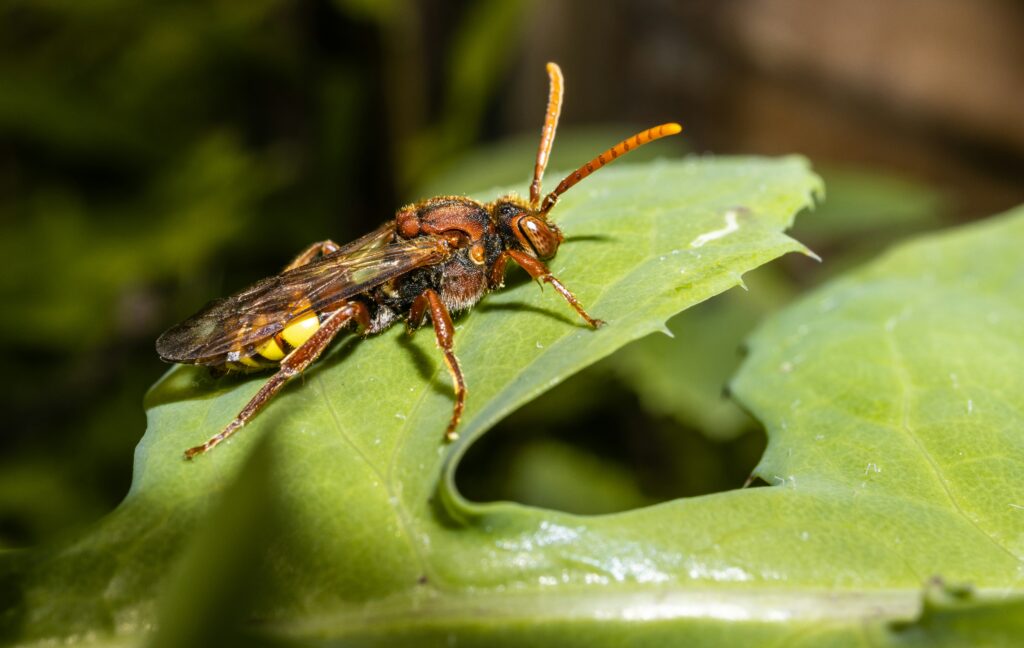 Giant stick insect eating fresh green leaves on a tropical plant