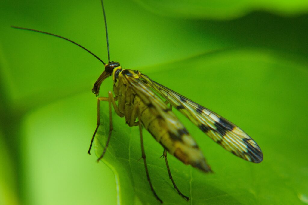 Phobaeticus chani resting on foliage in its natural Malaysian habitat