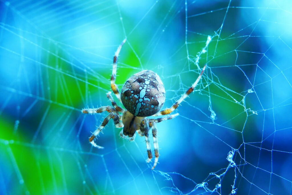 Orb weaver spider displaying defensive posture with odor-based deterrent